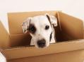 Order South Carolina moving boxes and packing supplies with rapid free delivery